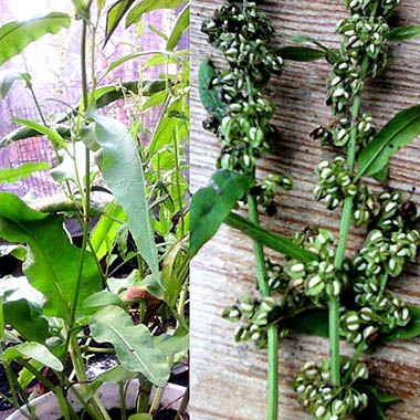 “Sâm[-]Đại[-]quang”[-]không[-]phải[-]là[-]sâm